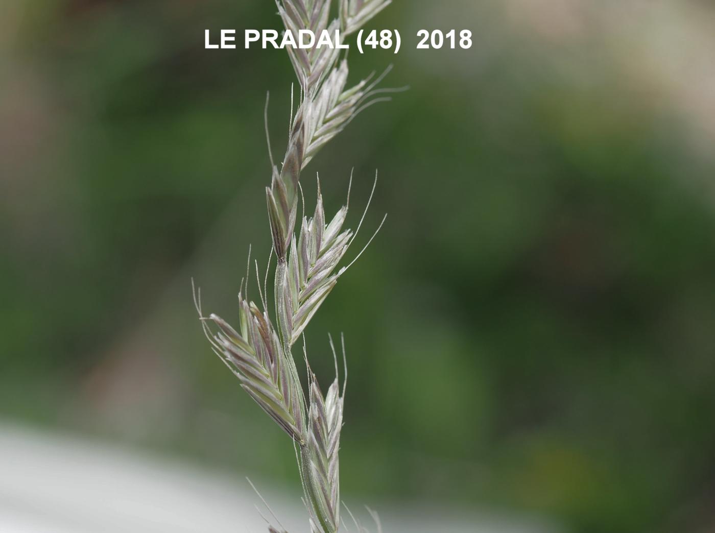 Rye-grass, Italian fruit